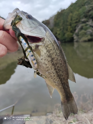 ブラックバスの釣果