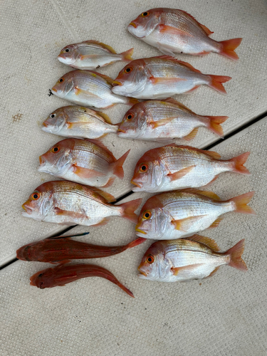 レンコダイの釣果