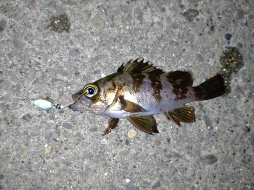 メバルの釣果