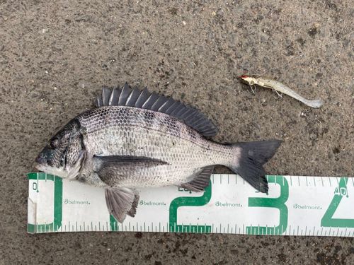 チヌの釣果