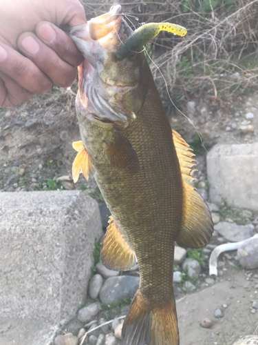 スモールマウスバスの釣果