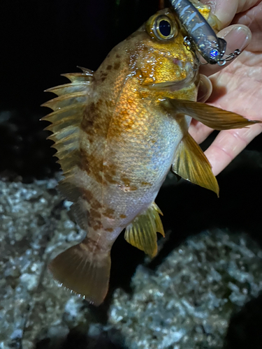 メバルの釣果