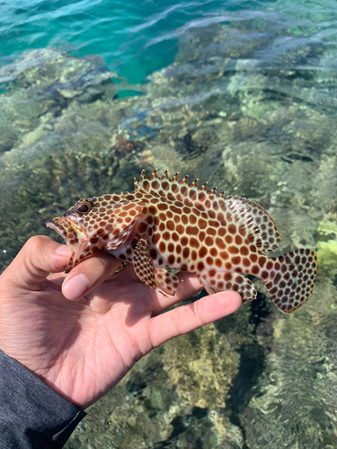 イシミーバイの釣果