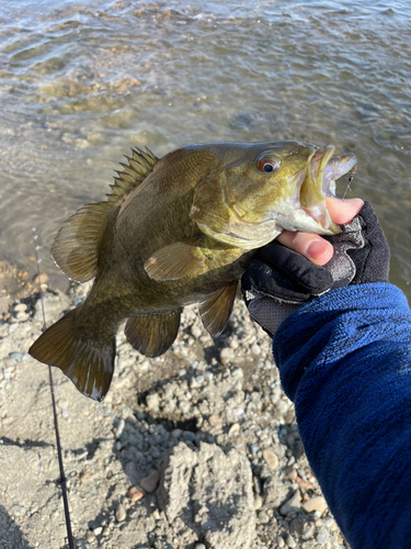 スモールマウスバスの釣果