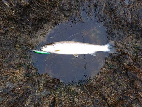 アメマスの釣果