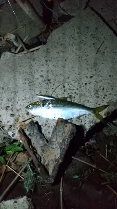 コノシロの釣果