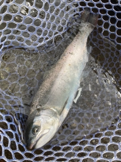 アマゴの釣果