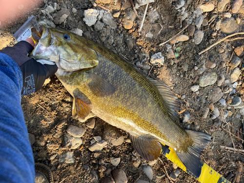 スモールマウスバスの釣果