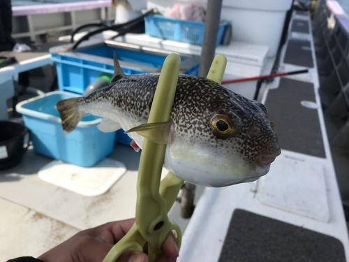 ショウサイフグの釣果