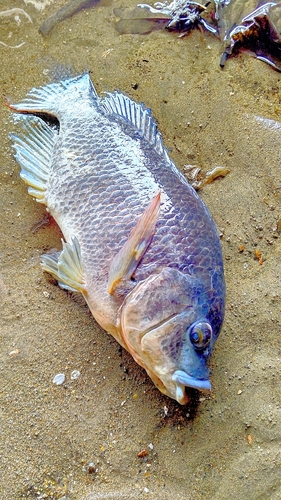 ナイルティラピアの釣果