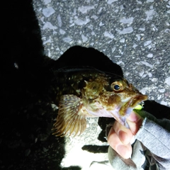 アラカブの釣果