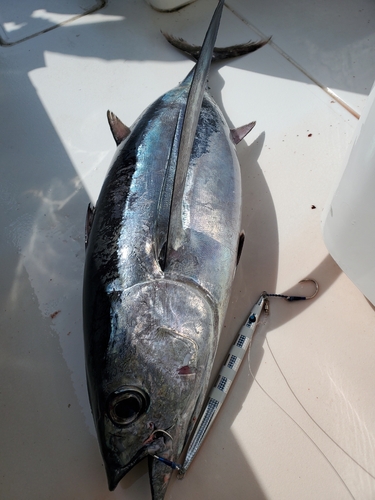 ビンチョウマグロの釣果