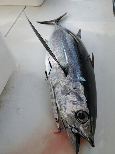 ビンチョウマグロの釣果