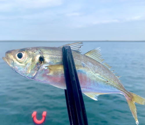 マアジの釣果