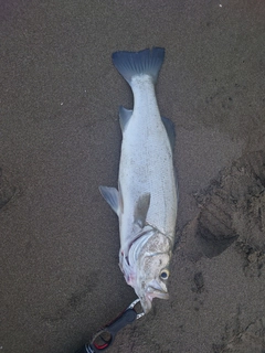 ヒラスズキの釣果