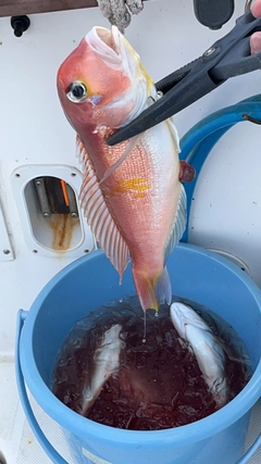 アマダイの釣果