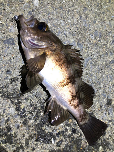 シロメバルの釣果