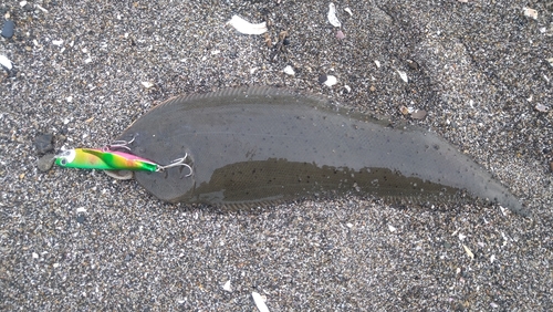 シタビラメの釣果