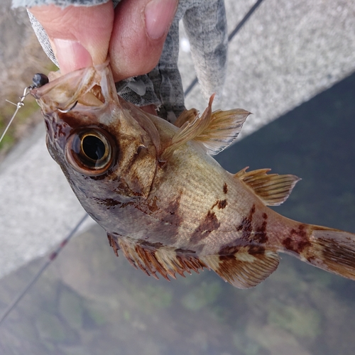 メバルの釣果