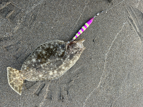 ヒラメの釣果