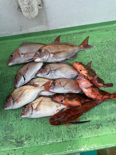 マダイの釣果