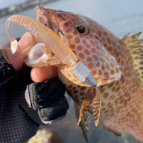 オオモンハタの釣果