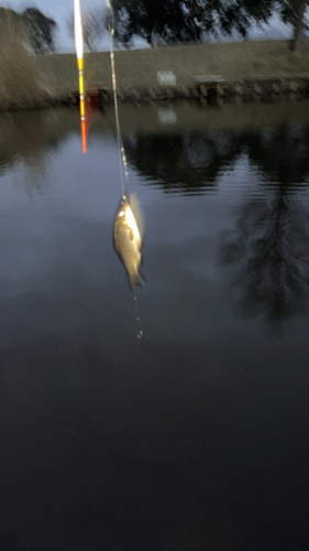 ヘラブナの釣果