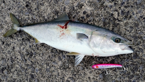 ブリの釣果