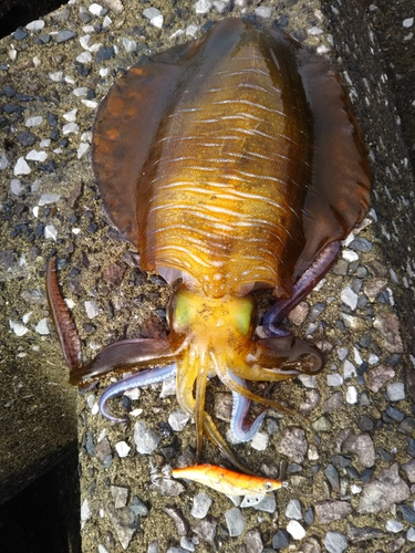 アオリイカの釣果