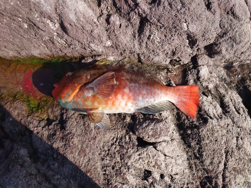 ブダイの釣果