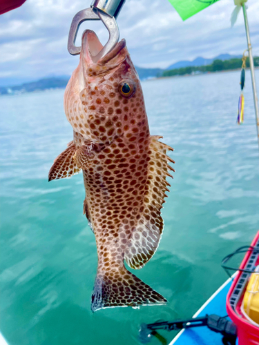 オオモンハタの釣果