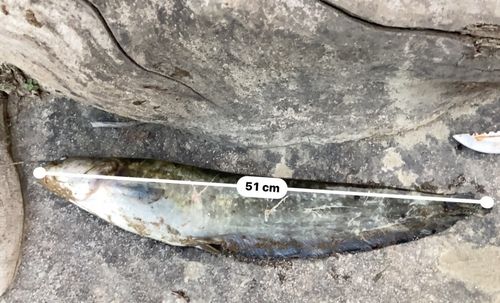 ナマズの釣果