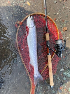 アメマスの釣果