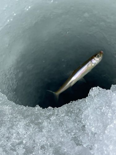 ワカサギの釣果