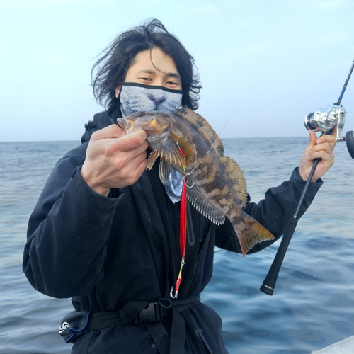 アイナメの釣果