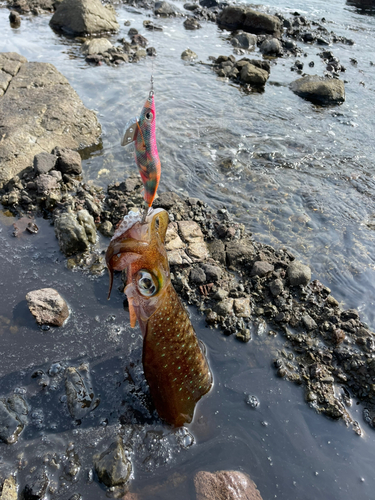 アオリイカの釣果