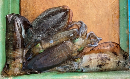 アオリイカの釣果