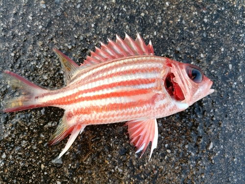 アヤメエビスの釣果