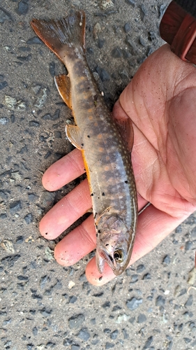 イワナの釣果