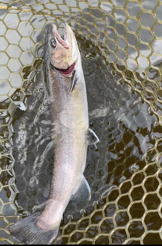 イワナの釣果