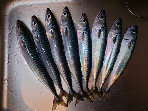 サバの釣果