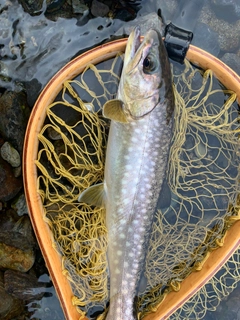 アメマスの釣果