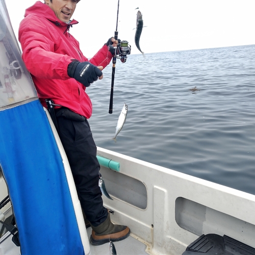 ゴマサバの釣果