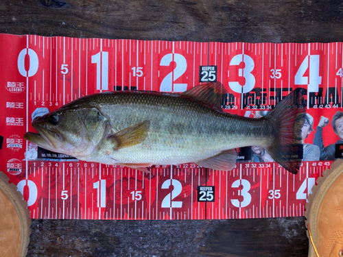 ブラックバスの釣果