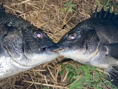 チンチンの釣果