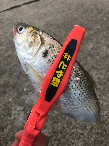 コノシロの釣果