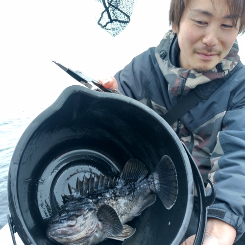 クロソイの釣果