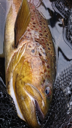 ブラウントラウトの釣果