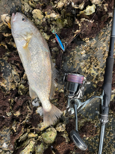 シログチの釣果