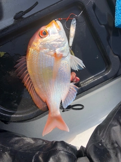 レンコダイの釣果